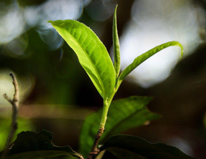 2022  ChenShengHao "Bing Dao Miao Xiang" (Bingdao Fine Flavor) 200g Puerh Raw Tea Sheng Cha
