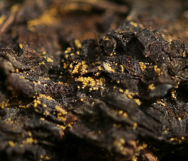 2017, 2019, 2021 BaiShaXi "Tian Fu Cha" (Golden Flower Tianjian Fucha) Brick 1000g Fu Tea. Dark Tea