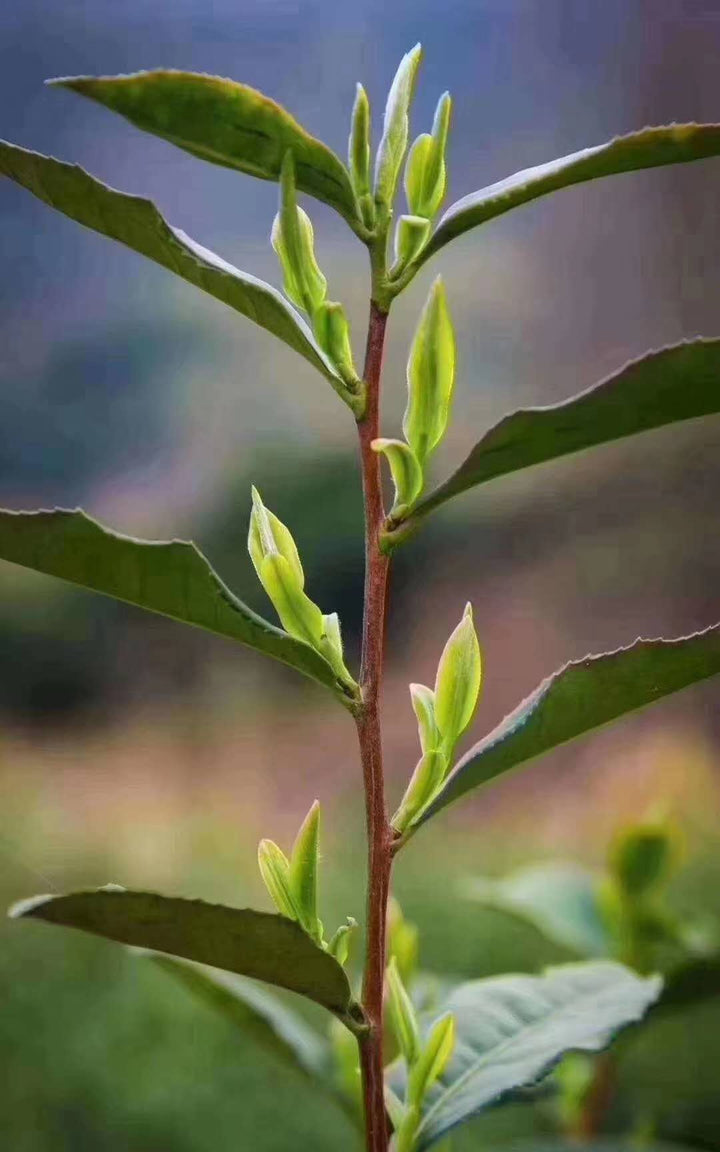 2020 Early Spring "Xi Hu Long Jing"(West Lake Dragon Well) Premium Grade Green Tea ZheJiang