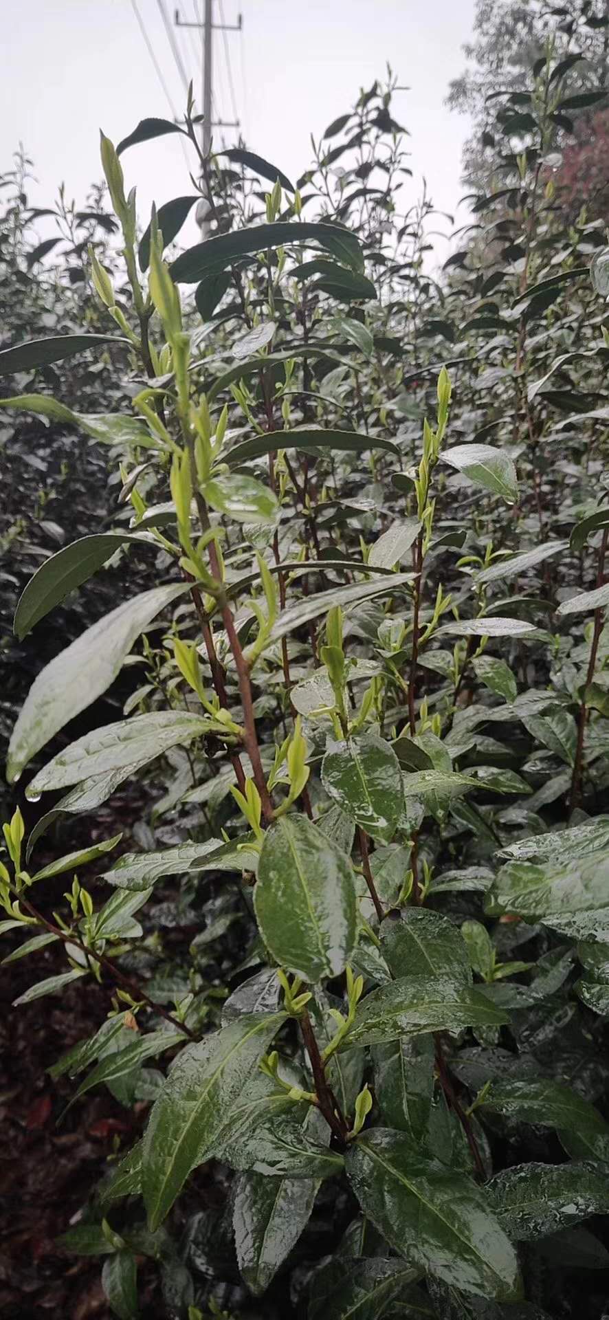 2020 Early Spring "Xi Hu Long Jing"(West Lake Dragon Well) Premium Grade Green Tea ZheJiang