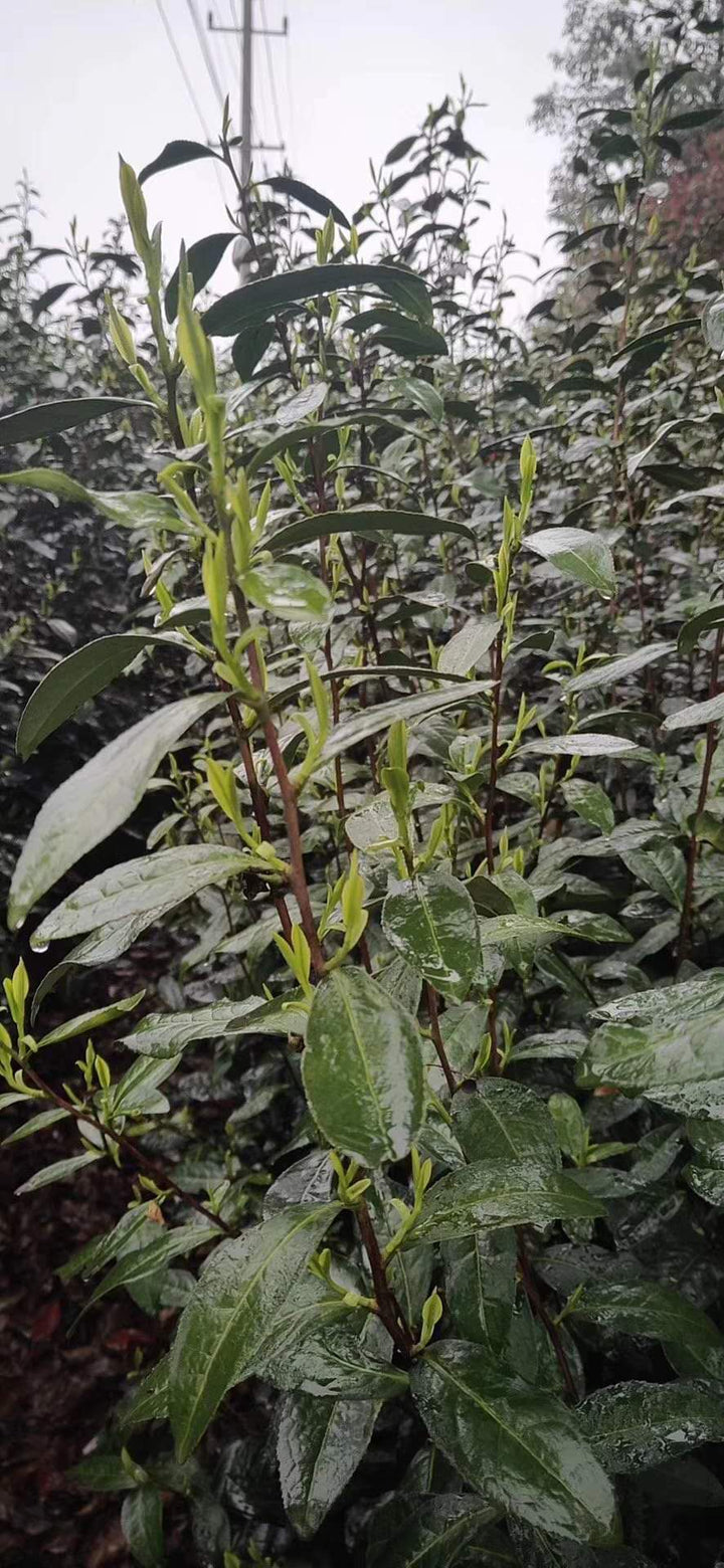 2020 Early Spring "Xi Hu Long Jing"(West Lake Dragon Well) Premium Grade Green Tea ZheJiang