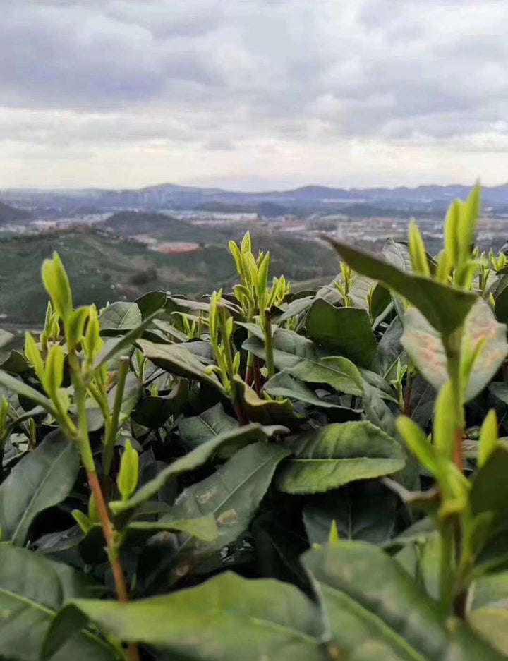 2020 Early Spring "Xi Hu Long Jing"(West Lake Dragon Well) Premium Grade Green Tea ZheJiang