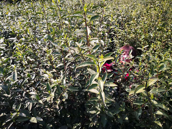 2020 Early Spring "Xi Hu Long Jing"(West Lake Dragon Well) Premium Grade Green Tea ZheJiang