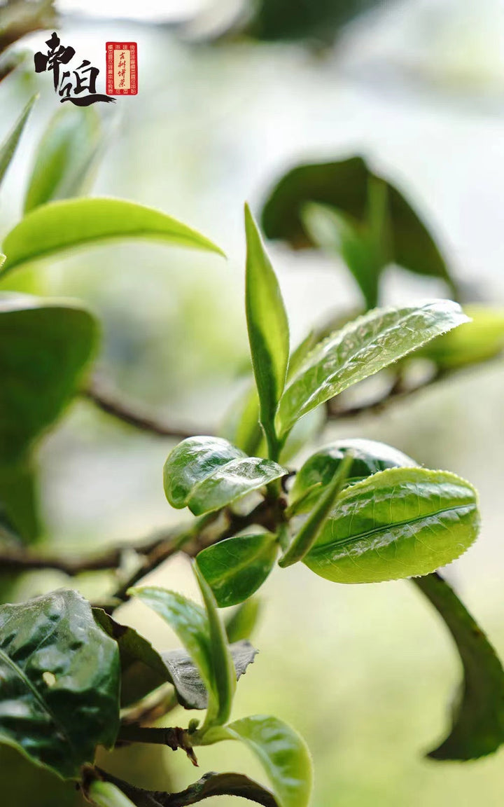 2022 Xiaguan "Nan Po - Gu Shu - Bing Dao" (Nanpo - Old Tree - Bingdao) Cake 357g Puerh Raw Tea Sheng Cha
