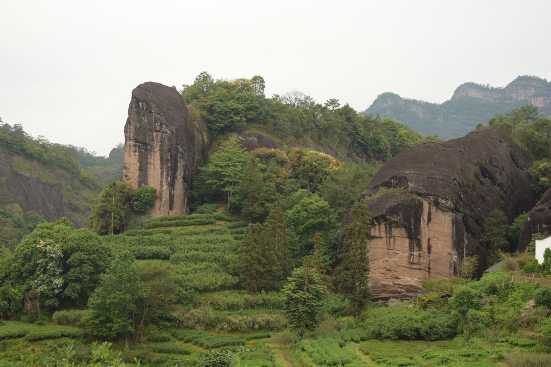 Spring Oolong "Rou Gui - Ma Tou Yan" (Ma Rou / Zheng Yan - Rou Gui) Wuyi Yancha
