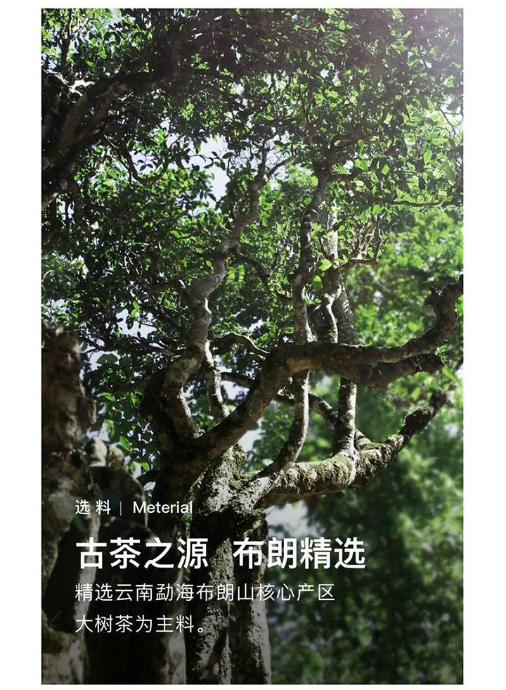 2018 DaYi "Yun Qi" (Rising Cloud) Cake 150g / 357g Puerh Sheng Cha Raw Tea