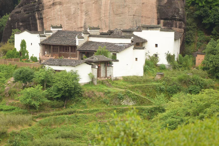 Spring Oolong "Rou Gui - Ma Tou Yan" (Ma Rou / Zheng Yan - Rou Gui) Wuyi Yancha