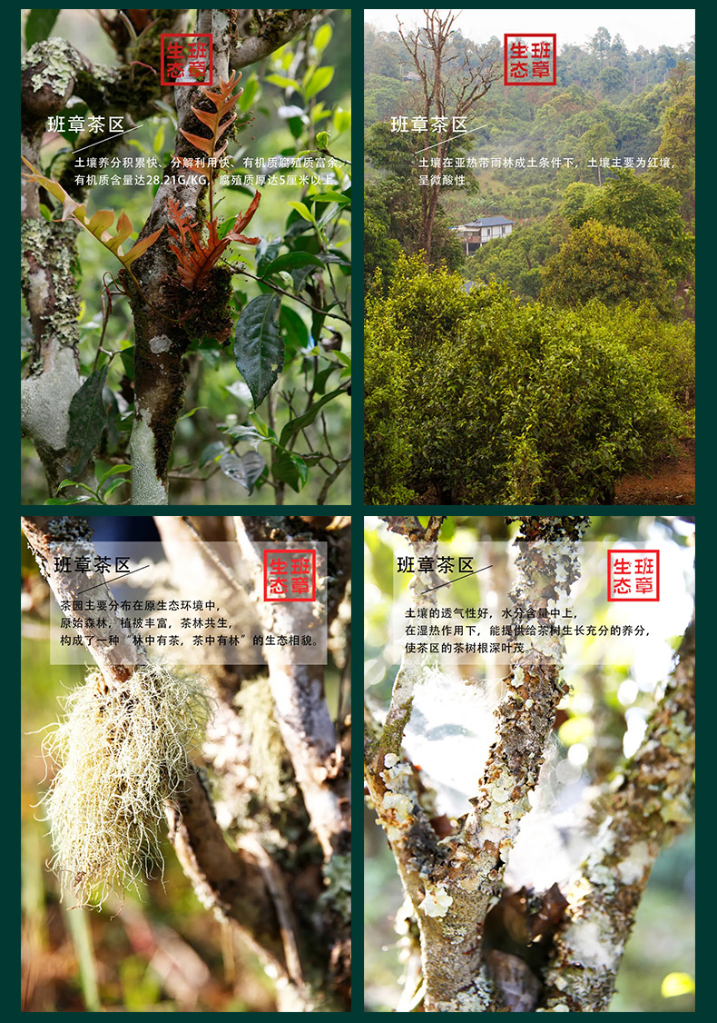 2020 XiaGuan "Sheng Tai Ban Zhang" (Organic Banzhang) 280g Puerh Raw Tea Sheng Cha