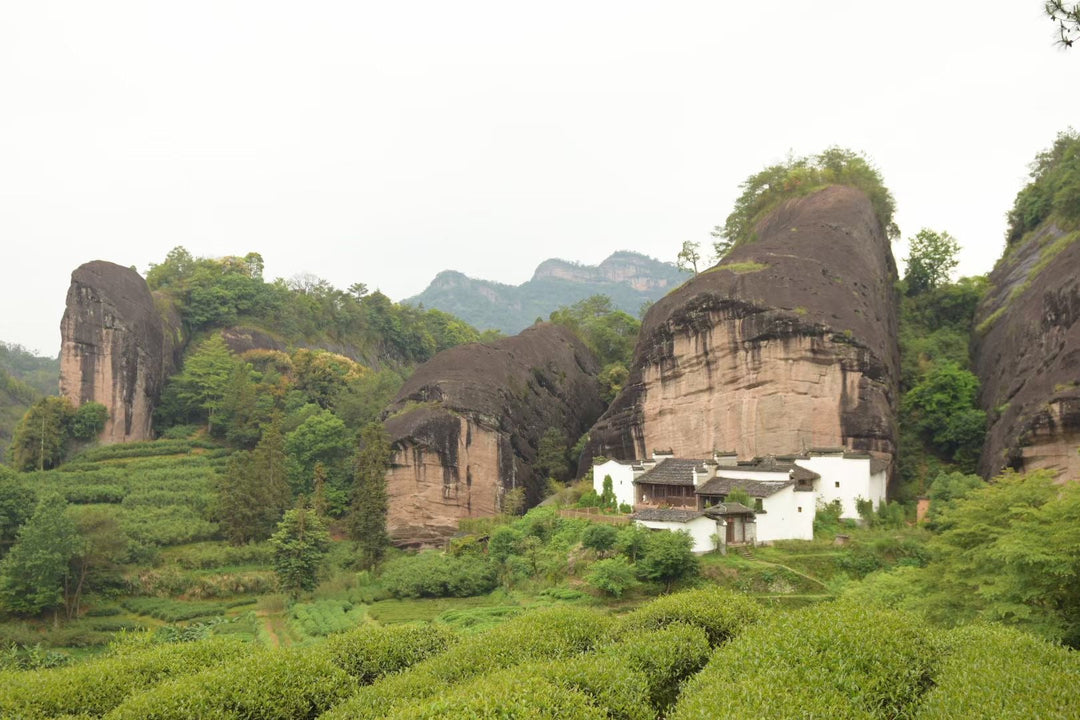Spring Oolong "Rou Gui - Ma Tou Yan" (Ma Rou / Zheng Yan - Rou Gui) Wuyi Yancha