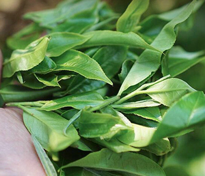 2022 XiaGuan "Te Tuo" (Special Tuo) 100g*5=500g Puerh Raw Tea Sheng Cha