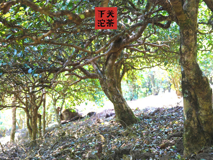 2020 XiaGuan "Yan Yin" (Smoke Mark - Bulang) Tuo Cha 100g*5=500g Puerh Raw Tea Sheng Cha