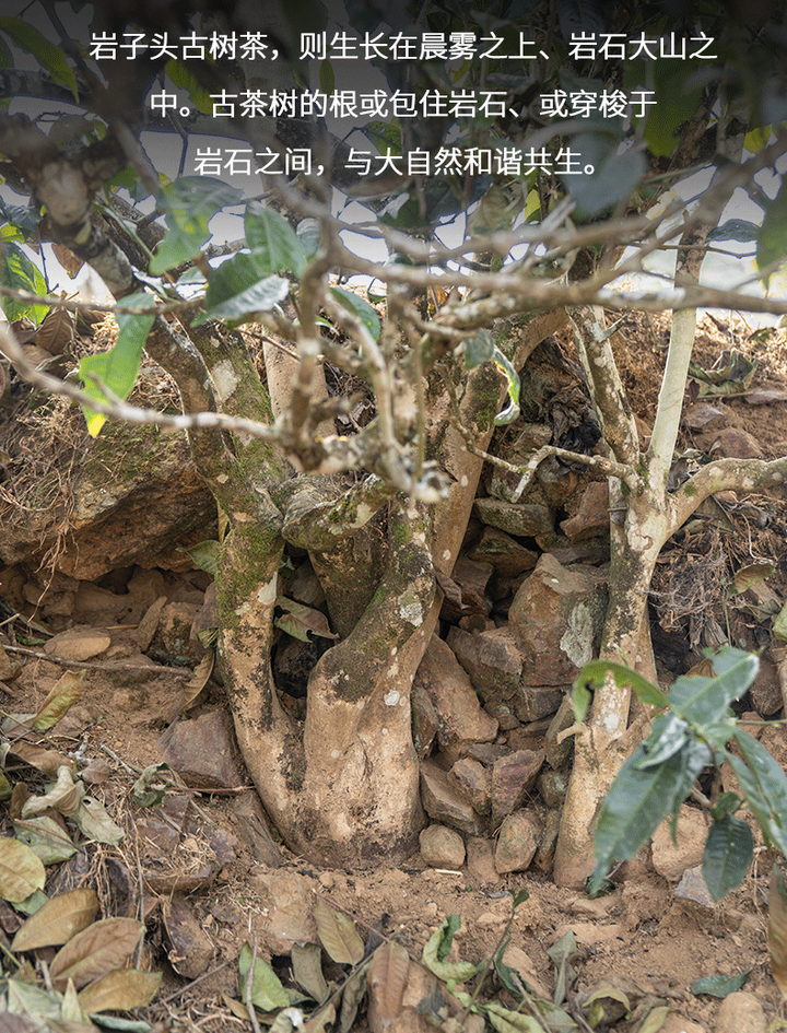2021 XiaGuan "Yan Zi Tou" (Rock Mengku Tea) Cake 357g Puerh Raw Tea Sheng Cha