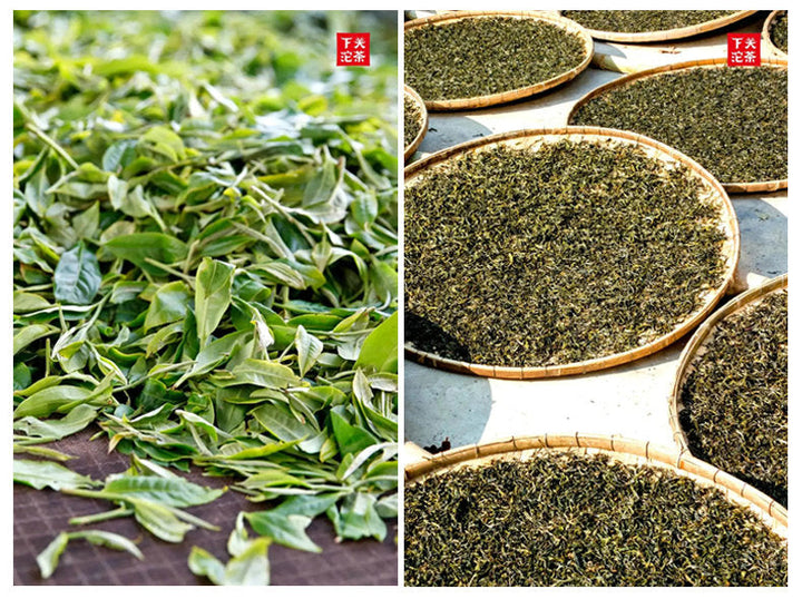 2021 XiaGuan "Dan Ba Ge Lie - Bu Lang Gu Shu" (Bulang Old Tree) Mushroom Tuo 250g Puerh Sheng Cha Raw Tea