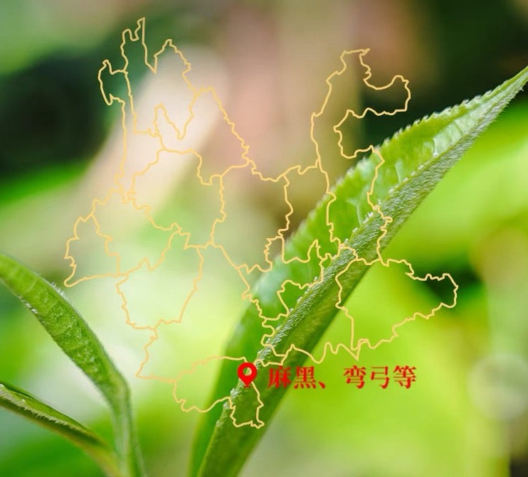 2022 XiaGuan "Zheng Shan Yi Wu - Zao Chun Gu Shu" (Mountain Yiwu - Early Spring Old Tree) Tuo 250g Puerh Sheng Cha Raw Tea
