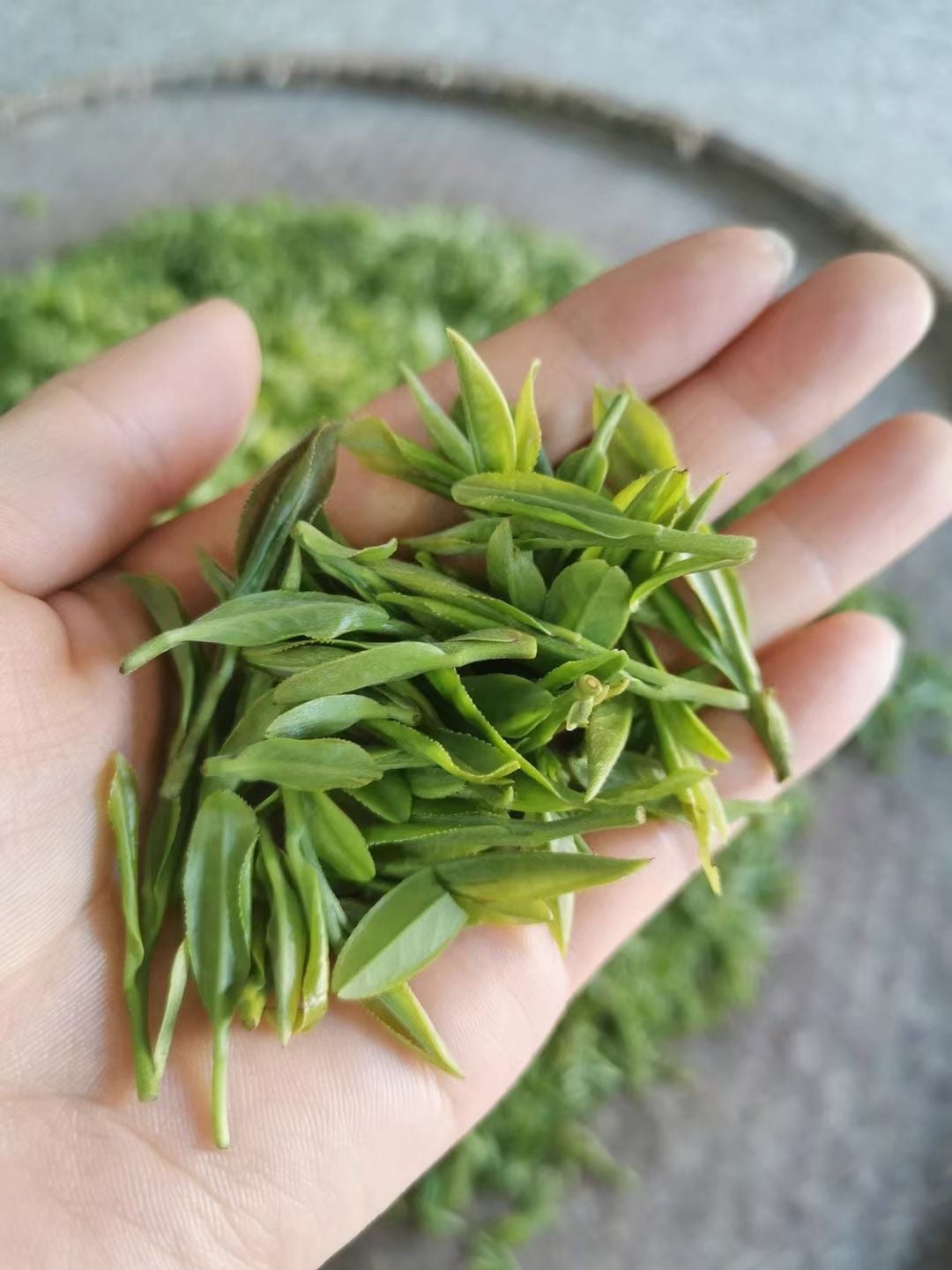 2021 Early Spring "Long Jing" (Dragon Well) A++ Grade Green Tea ZheJiang