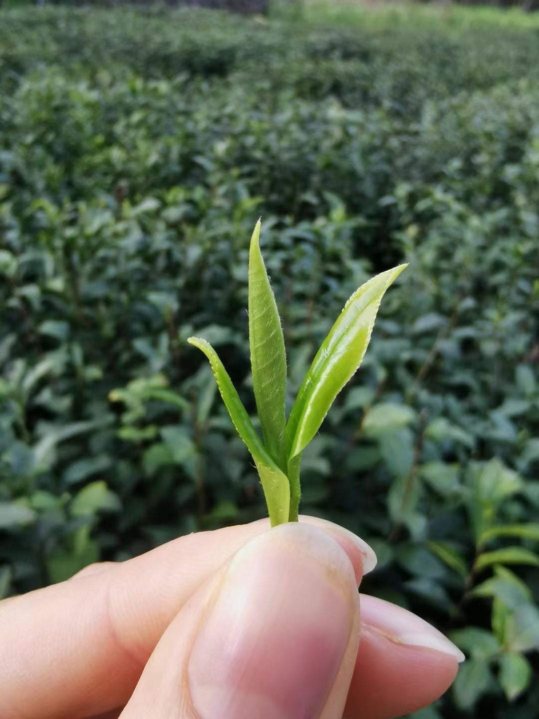 2021 Early Spring "Long Jing" (Dragon Well) A++ Grade Green Tea ZheJiang